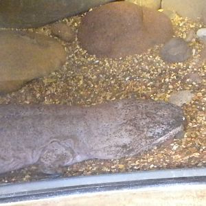 MOLA - Chinese Giant Salamander