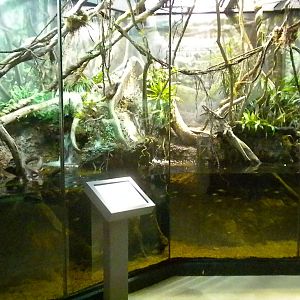 MOLA - Tropical Trails