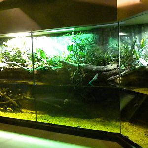 MOLA - Tropical Trails