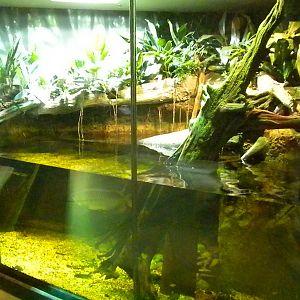 MOLA - Tropical Trails