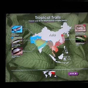 MOLA - Tropical Trails