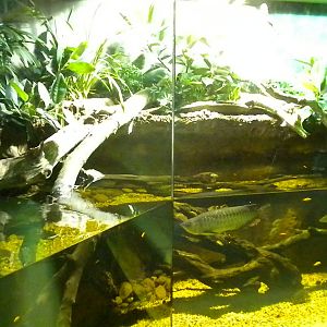 MOLA - Tropical Trails