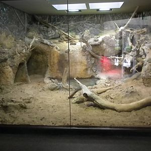 MOLA - Komodo Dragon