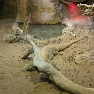 MOLA - Komodo Dragon