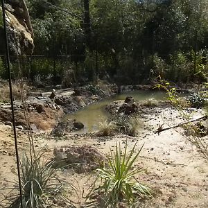 MOLA - Komodo Dragon