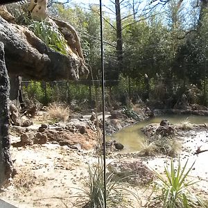 MOLA - Komodo Dragon