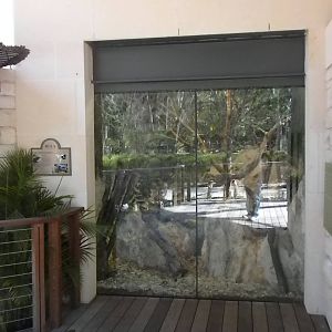 MOLA - Grand Caymen Iguana