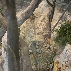 MOLA - Grand Caymen Iguana