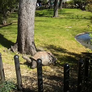 MOLA - Aldabra Tortoise