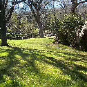 MOLA - Aldabra Tortoise