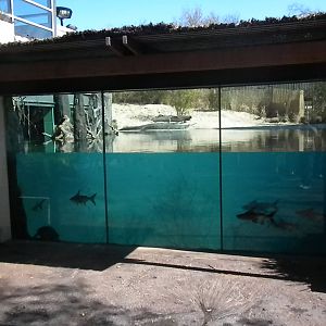 MOLA - Gharial River