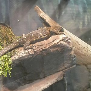 MOLA - Crocodile Monitor