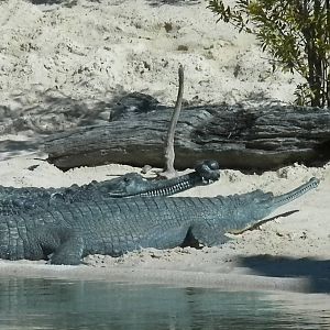 MOLA - Gharial River