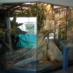 MOLA - Burmese Python