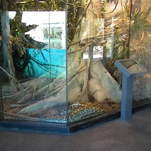 MOLA - Burmese Python