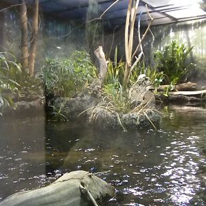 MOLA - African Flooded Forest