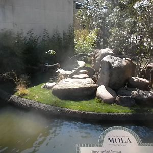 MOLA - Ring Tailed Lemur