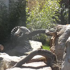 MOLA - Ring Tailed Lemur