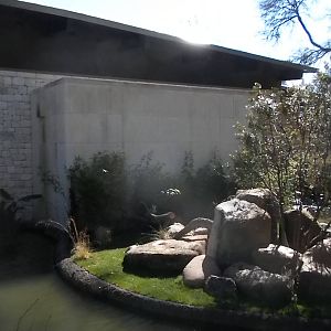 MOLA - Ring Tailed Lemur