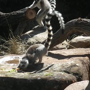 MOLA - Ring Tailed Lemur