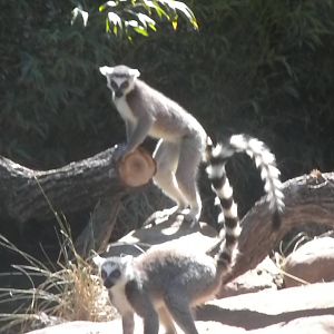MOLA - Ring Tailed Lemur