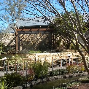 MOLA - Golden Lion Tamarin