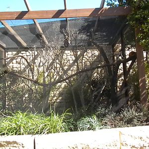 MOLA - Golden Lion Tamarin