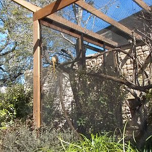 MOLA - Golden Lion Tamarin