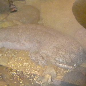 MOLA - Chinese Giant Salamander