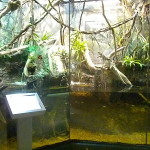 MOLA - Amazon Flooded Forest