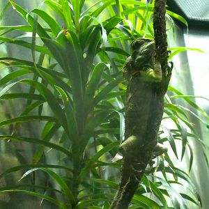 MOLA - Amazon Flooded Forest