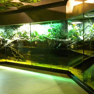 MOLA - Tropical Trails