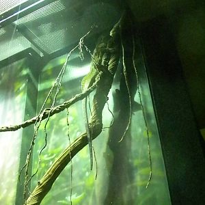 MOLA - Tropical Trails