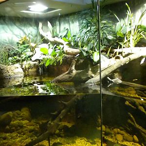 MOLA - Tropical Trails