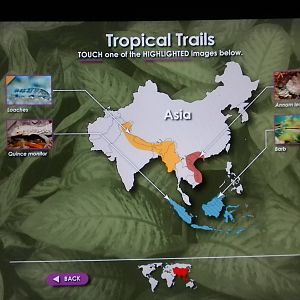MOLA - Tropical Trails