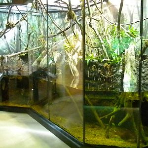 MOLA - Tropical Trails