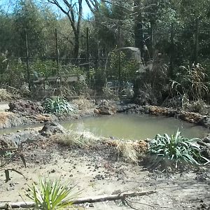 MOLA - Outdoor Komodo Dragon