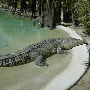 MOLA - Saltwater Croc
