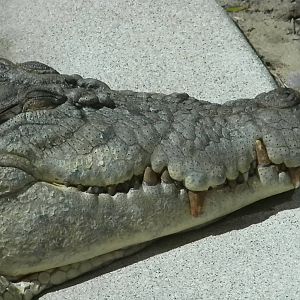 MOLA - Saltwater Croc