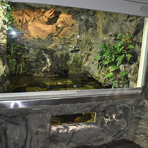 Rainforest Terrarium