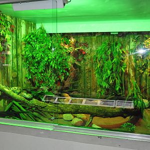 Rainforest Terrarium