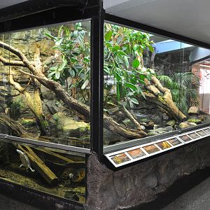 Rainforest Terrarium