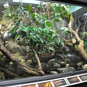 Rainforest Terrarium