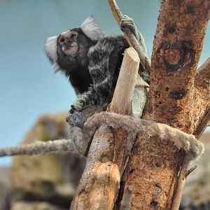 Common marmoset