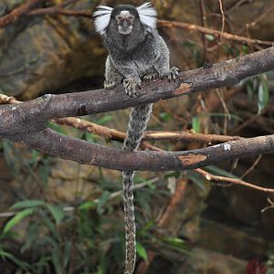 Common marmoset