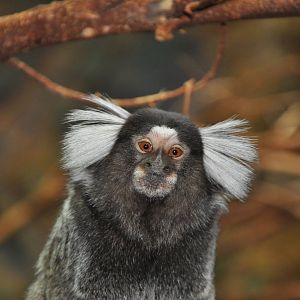 Common marmoset