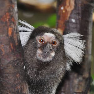 Common marmoset