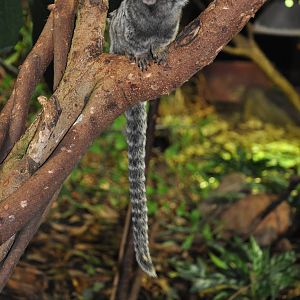 Common marmoset
