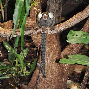 Common marmoset