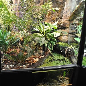 Typical frog terrarium